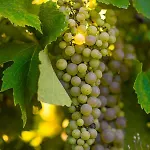 לינה וארוחת בוקר Vandenbeld Wines 4*