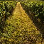Vandenbeld Wines 4*