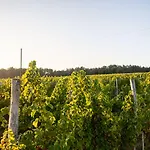 לינה וארוחת בוקר Vandenbeld Wines