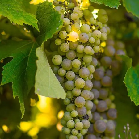 Bed & Breakfast Vandenbeld Wines 4*