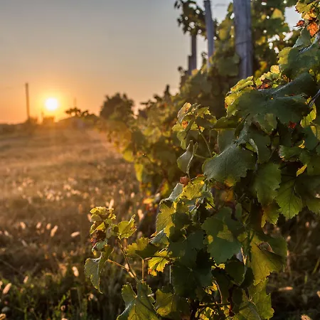 Bed & Breakfast Vandenbeld Wines Minzac