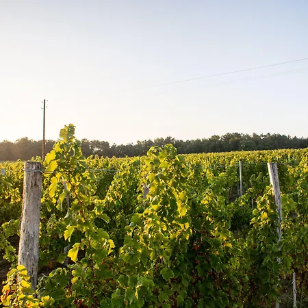 Bed & Breakfast Vandenbeld Wines