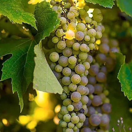 Vandenbeld Wines Alojamento de Acomodação e Pequeno-almoço