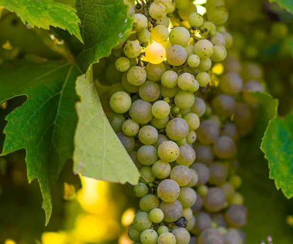 Oda ve Kahvaltı Vandenbeld Wines 4*