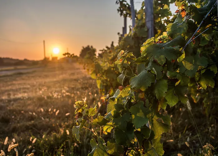 Bed & Breakfast Vandenbeld Wines Minzac