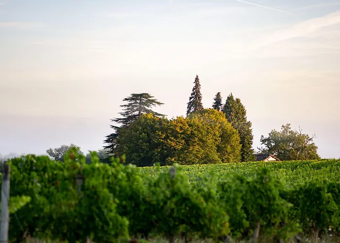 Vandenbeld Wines Oda ve Kahvaltı 4*