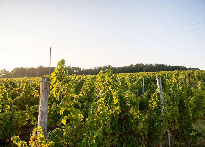 Oda ve Kahvaltı Vandenbeld Wines